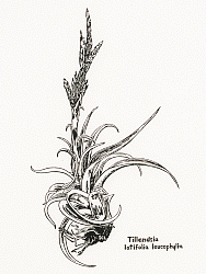 Stephen Littlefield: Tillandsia Latifolia Leucophylia Print
