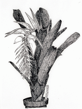 Stephen Littlefield: Billbergia Magnifica