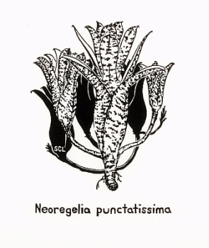 Stephen Littlefield: Neoregelia Punctatissima